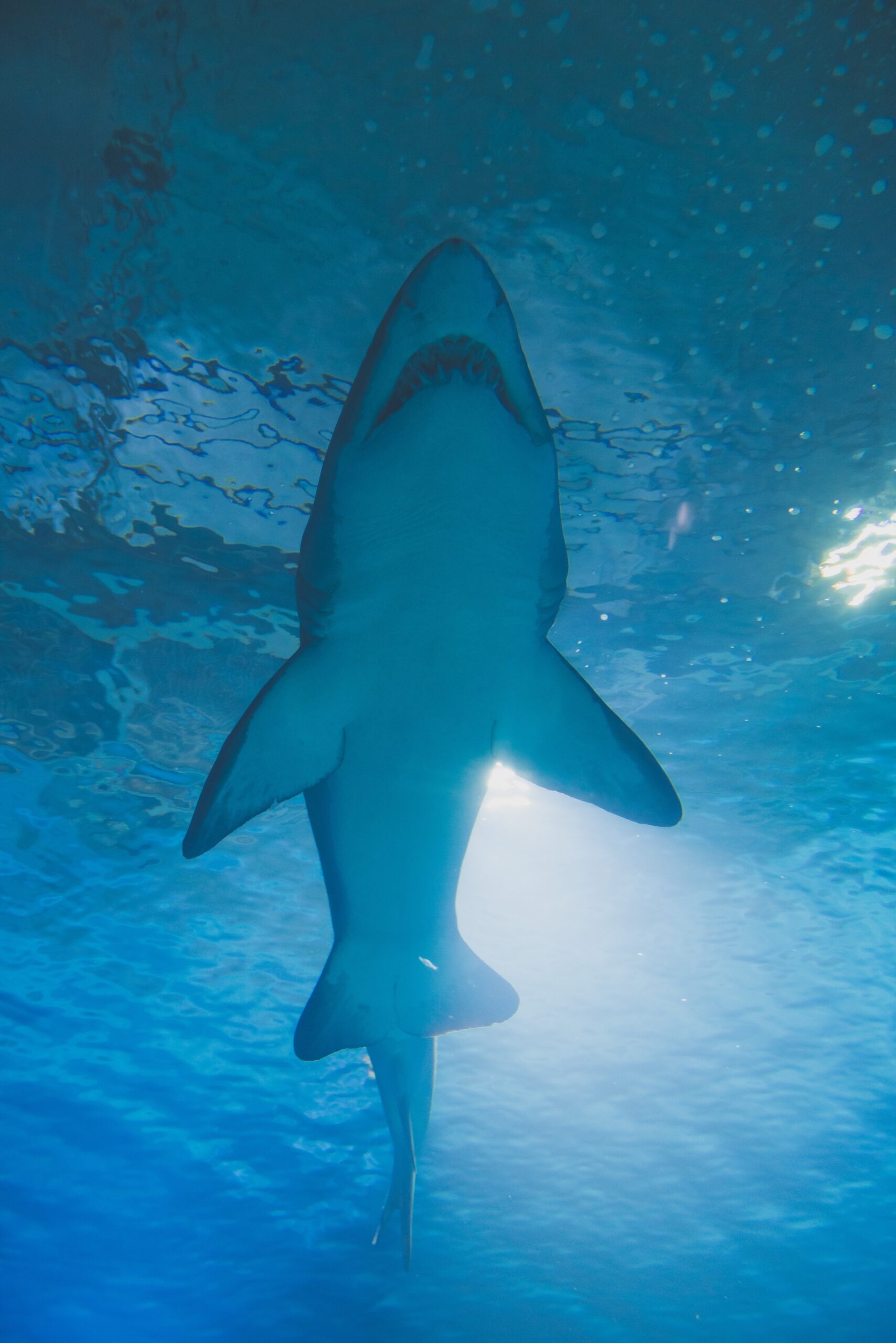 No Bite – How Sharks Affect Scallops