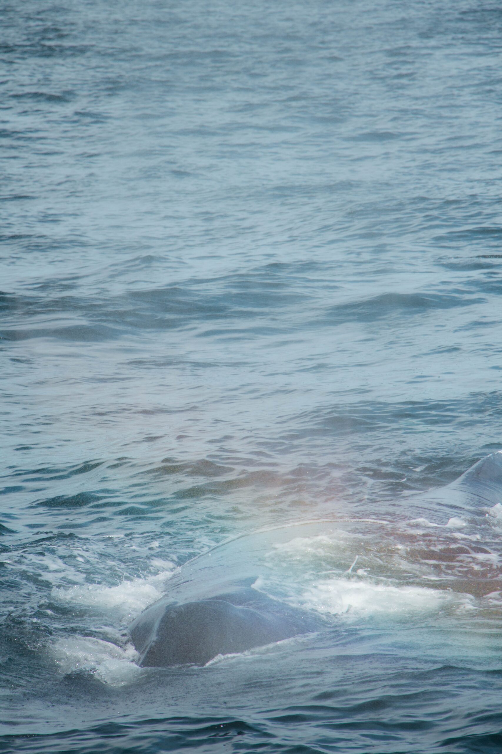 If a Whale Falls in the Ocean and No One’s Around, Does it Make a Sound?